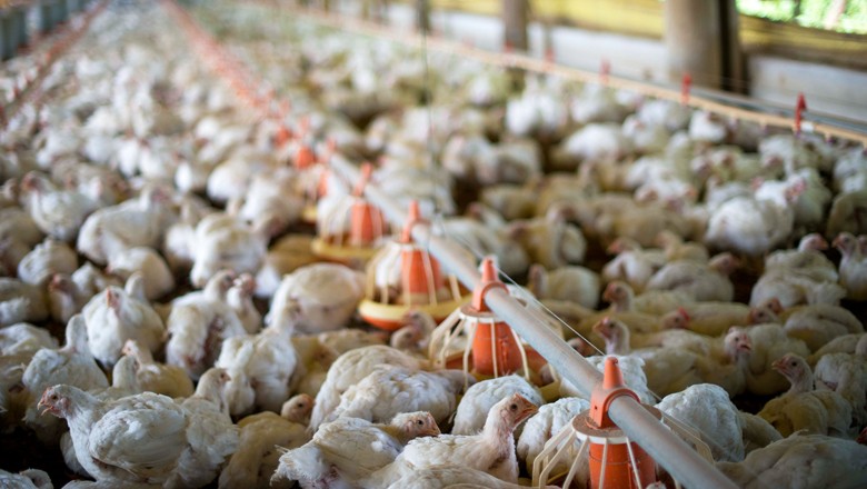 Força Sindical deve fazer protesto contra embargo ao frango em frente à BRF