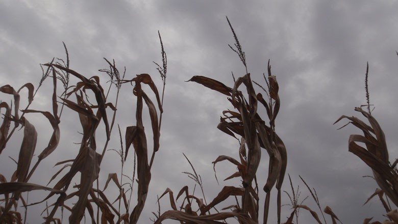 FCStone prevê mercado volátil para o milho por causa do clima
