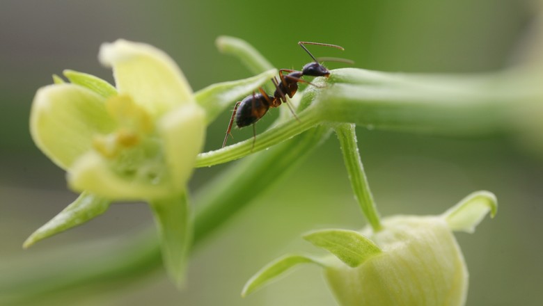 GR Responde: Como proteger o plantio do ataque de formigas?