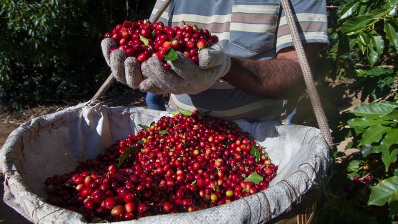 Cooxupé: colheita de café da safra 2018 alcança 22,93% até 22 de junho