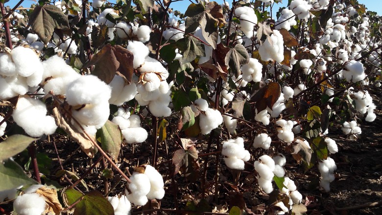 Índia vê crescer demanda de algodão da China após disputa com EUA