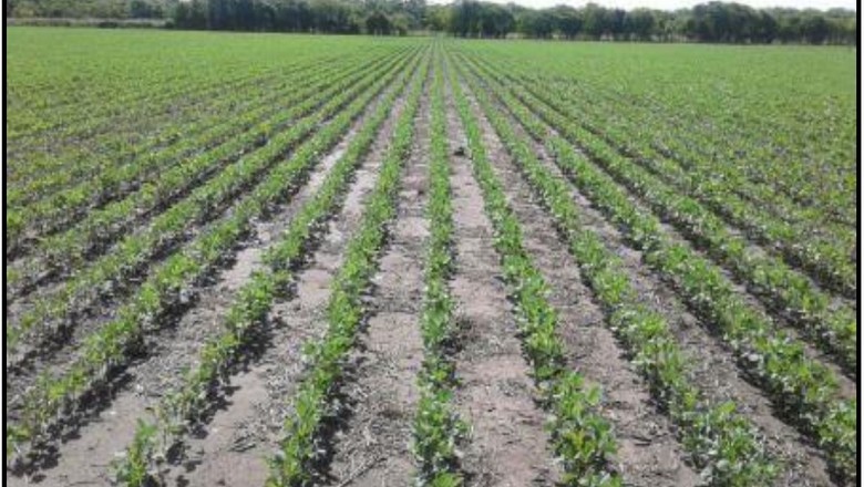 Colheita de soja chega a 92,9% da área na Argentina