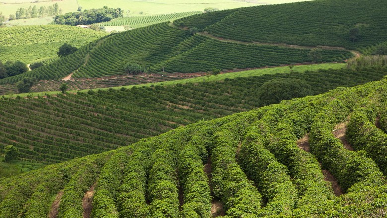 Brasil deve levar produção global de café a novo recorde, diz USDA