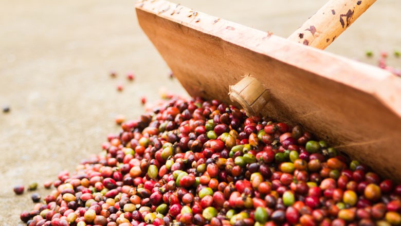 Exportação de café cai 34,7% devido à greve dos caminhoneiros