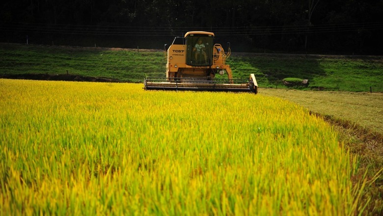 Estoque privado de arroz cresce 69% este ano, para 689,3 mil toneladas