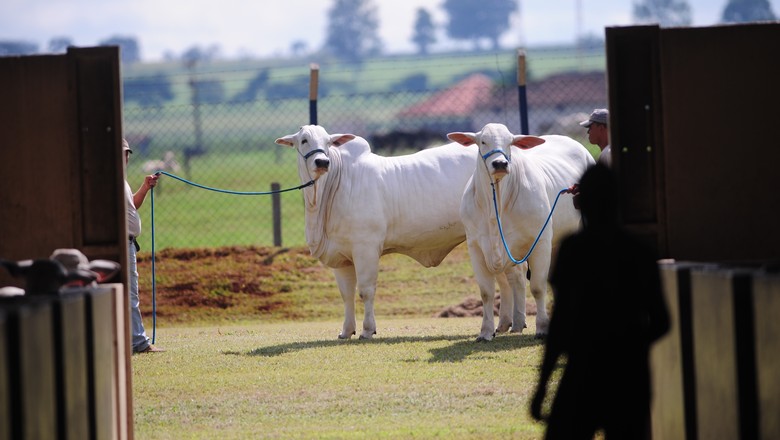Leilão de gado da Bahia Farm Show  atinge novo recorde de negócios