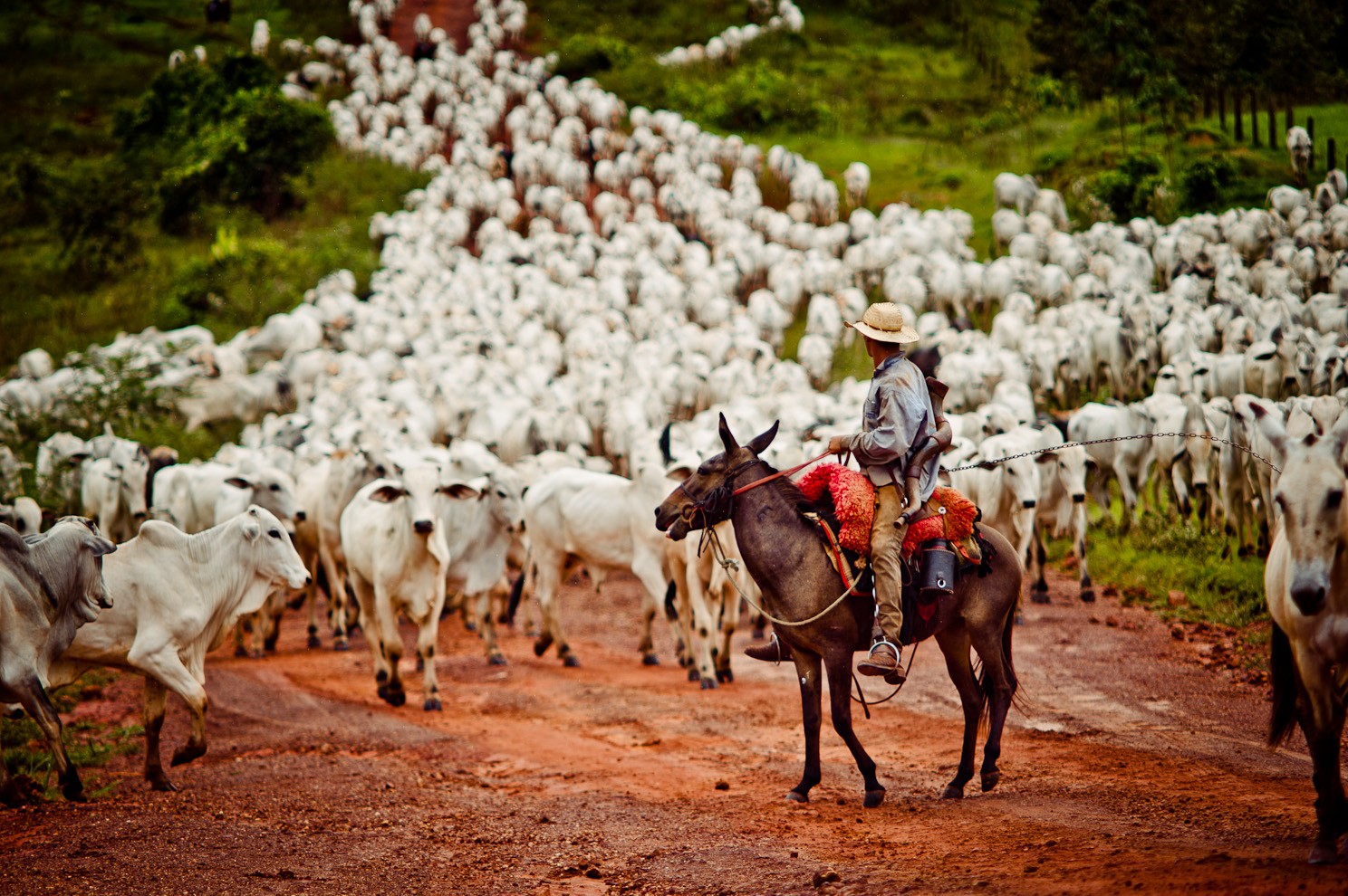 Fiscais resgatam grupo que levava gado a pé na Transamazônica