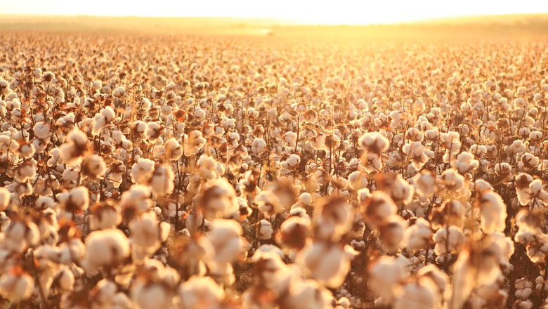 Tempo seco favorece lavouras de algodão em desenvolvimento