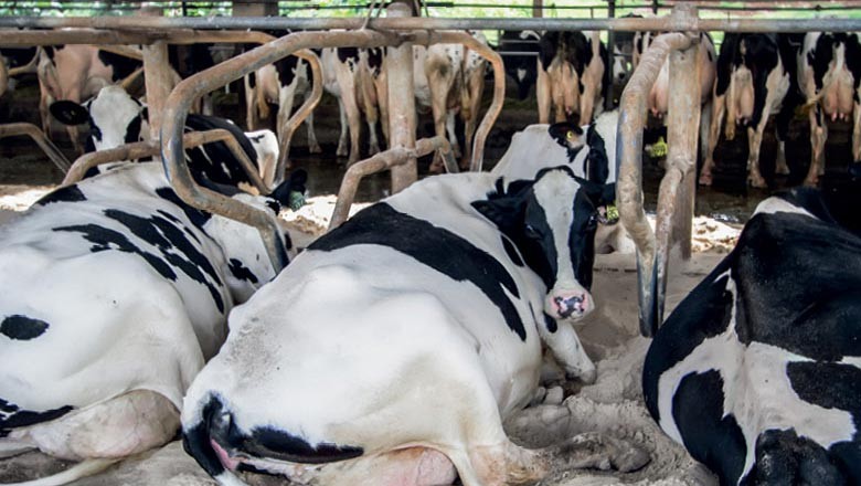 Com greve, cooperativas perderam 12 milhões de litros de leite no Paraná