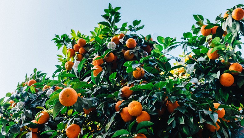 Saiba o que causa ressecamento em laranjas