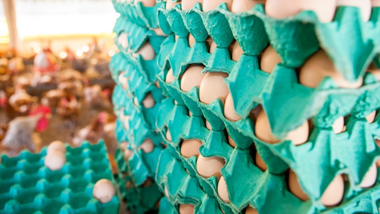 Frango e ovos ficam entre 20% e 40% mais caros no mercado interno