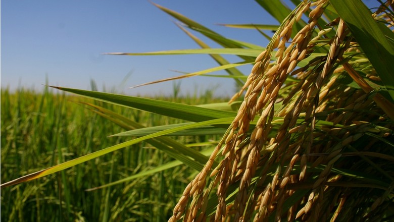 Preço do arroz sobe na quarta semana seguida