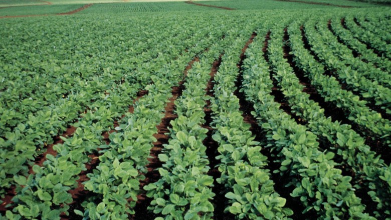Chuva no Norte do país favorece produção de soja em Roraima