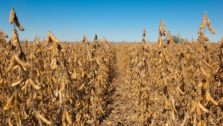 Área de soja dos EUA supera a de milho pela primeira vez em 35 anos