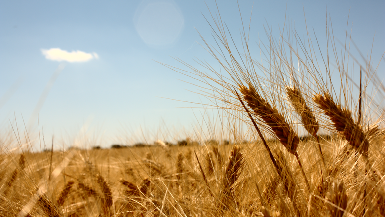 Plantio de trigo chega a 20% da área na Argentina