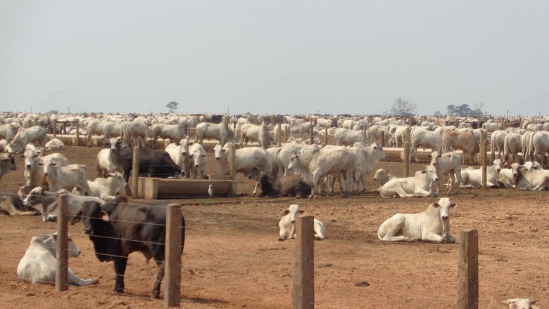 Confinamento de gado: Assocon revisa cenário de aumento em relação a 2017