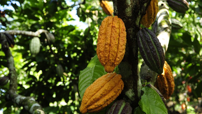 Cacau e chocolate: Festival Internacional começa nesta quarta em Ilhéus