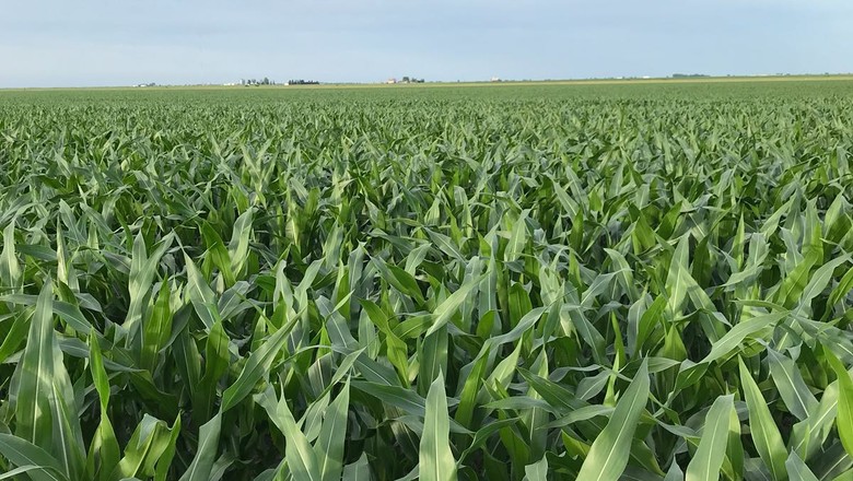 Qualidade das lavouras de milho piora na semana, diz USDA