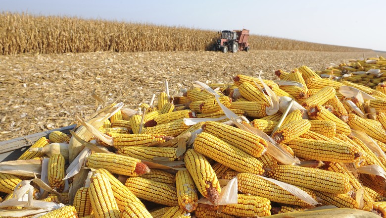 Colheita de milho safrinha no Paraná atinge 6%