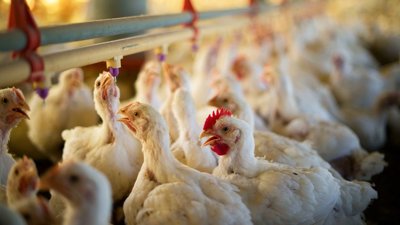 China estende investigação antidumping sobre frango brasileiro