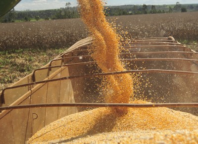 Expectativa de safra menor sustenta preços do milho, diz Cepea