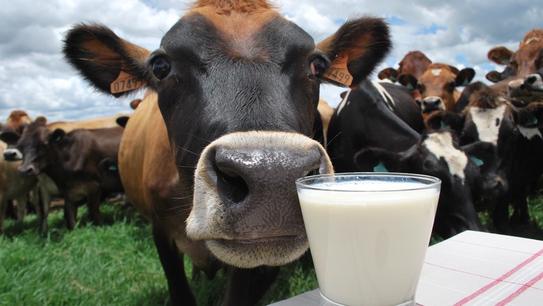Como preparar ração para o gado leiteiro