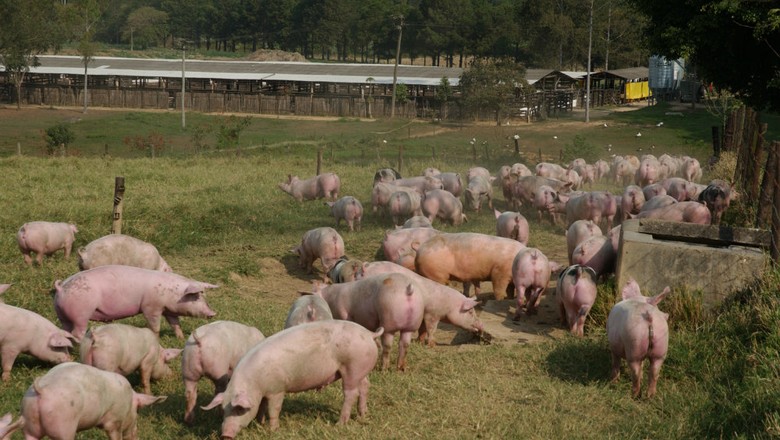 Exportações de carne suína devem cair de 10% a 20% em 2018, diz ABPA