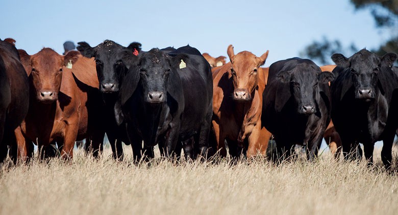 OIE reporta caso atípico de mal da vaca louca nos Estados Unidos