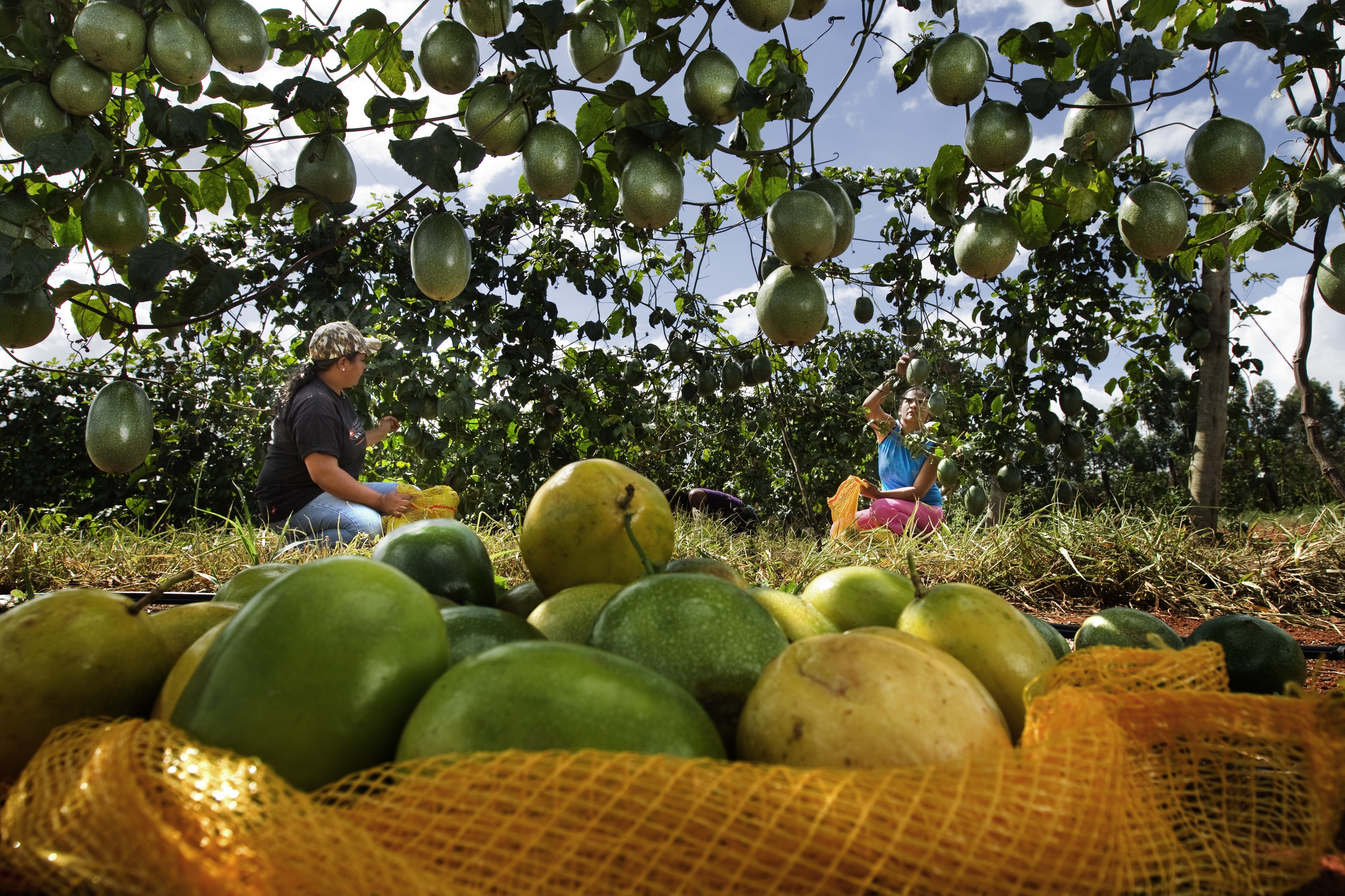 Conab divulga lista de produtos que terão desconto no financiamento de agricultura familiar