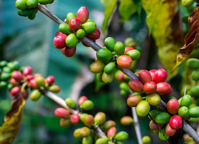 Brasil embarca 1,243 milhão de sacas de café em julho