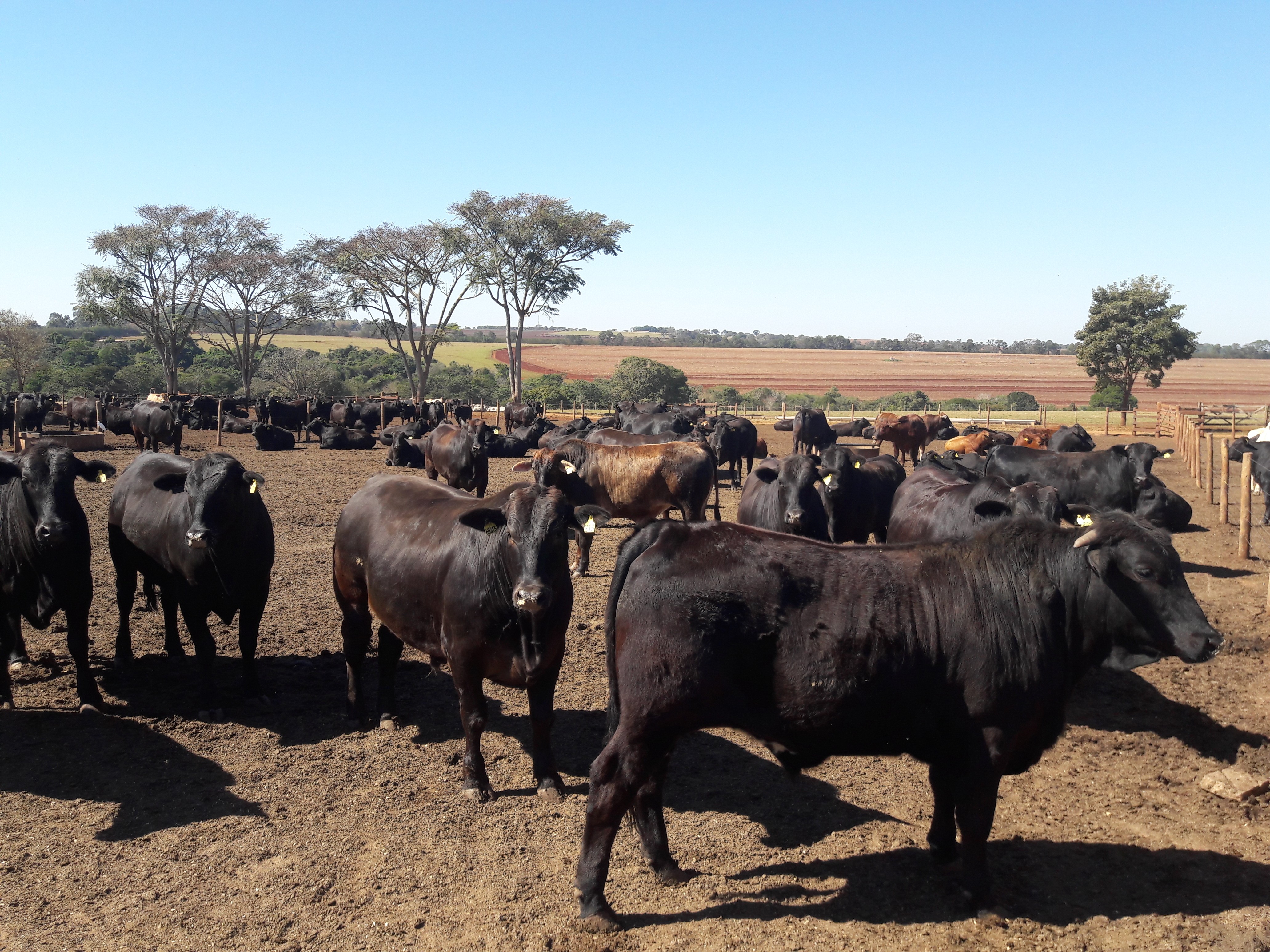 Perenidade das raças: a bovinocultura na pecuária brasileira