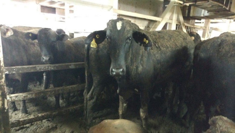 Ministério da Agricultura nega detecção de antraz em gado vivo enviado à Turquia