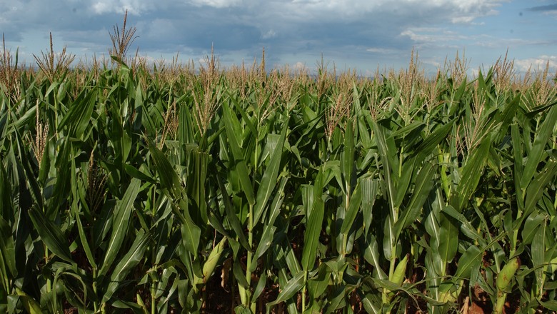 Plantio da safra de verão de milho chega a 24% da área no Centro-Sul