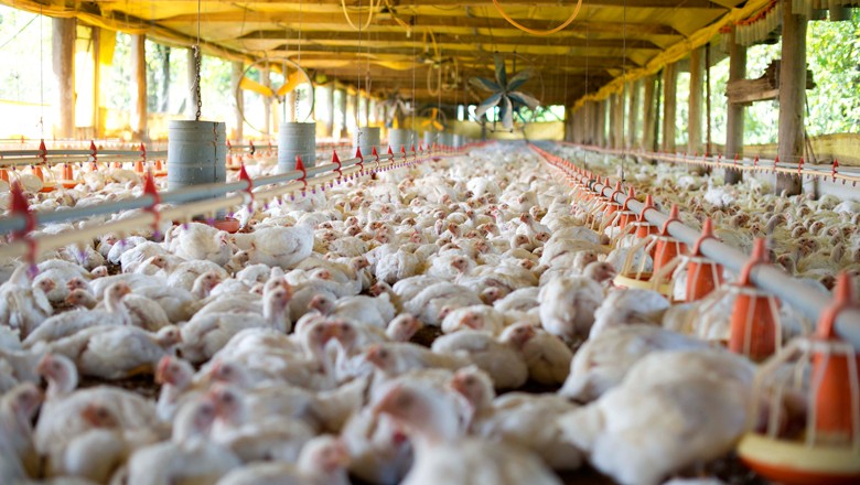 Abate de frangos cai 6,9% no 2º trimestre ante o 1º trimestre de 2018