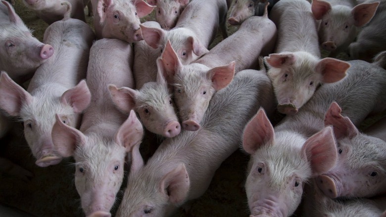 China interrompe trânsito de animais em região afetada por peste suína