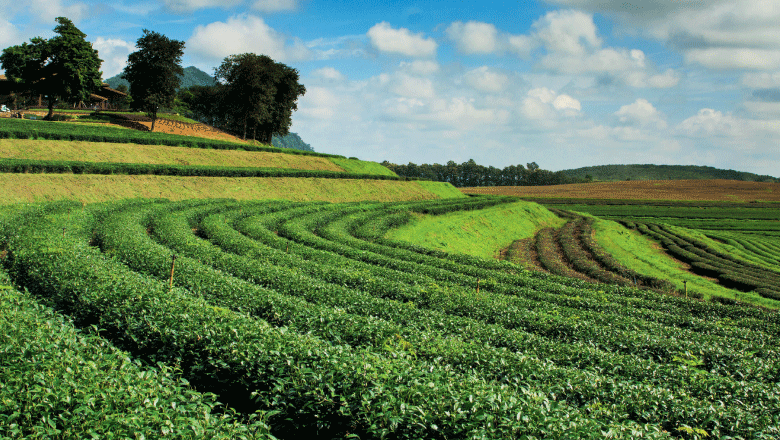 Receita com exportação do agronegócio do RS recua 10% em agosto