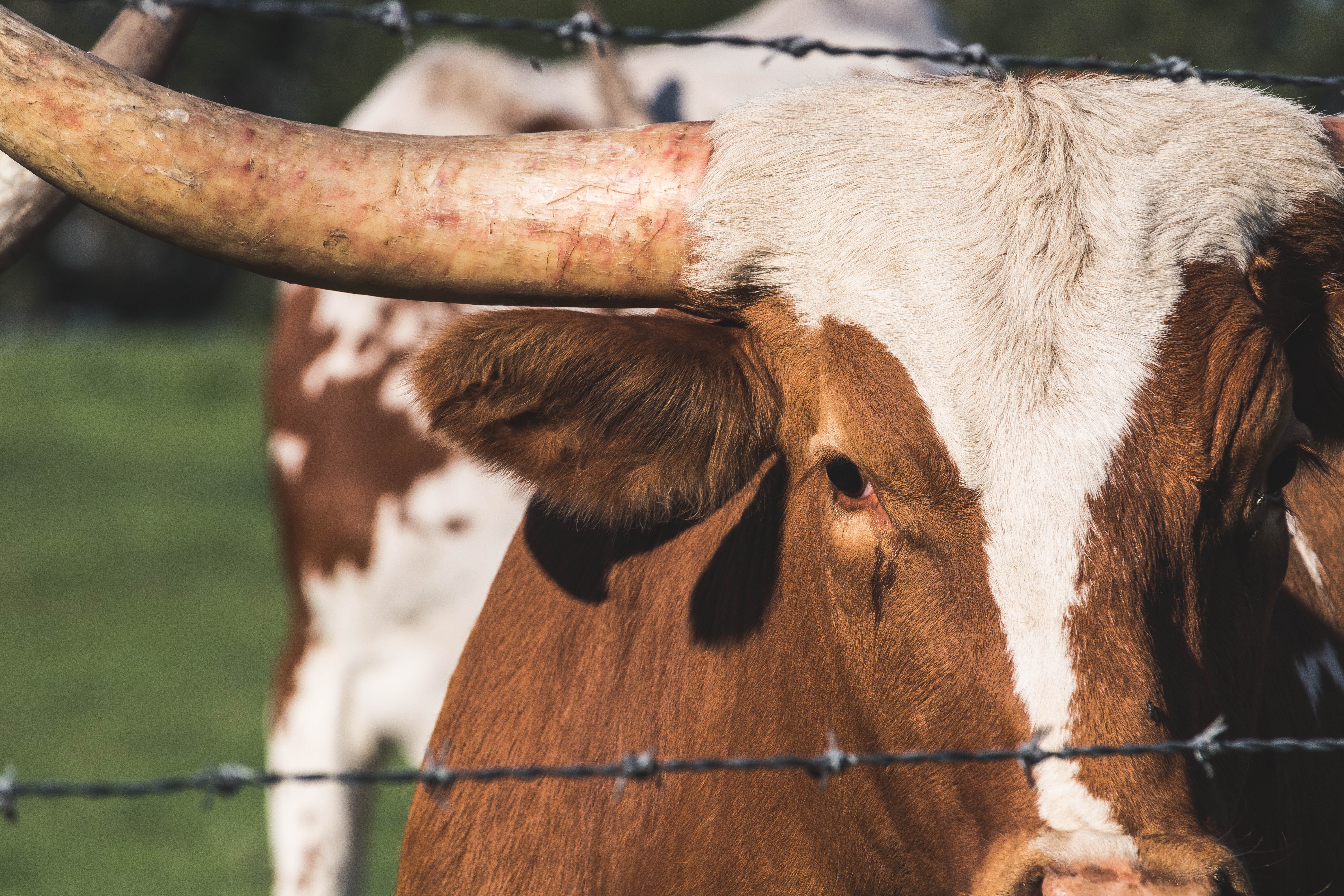 A inflamação do retículo nos bovinos pode ser evitada em 70% dos casos
