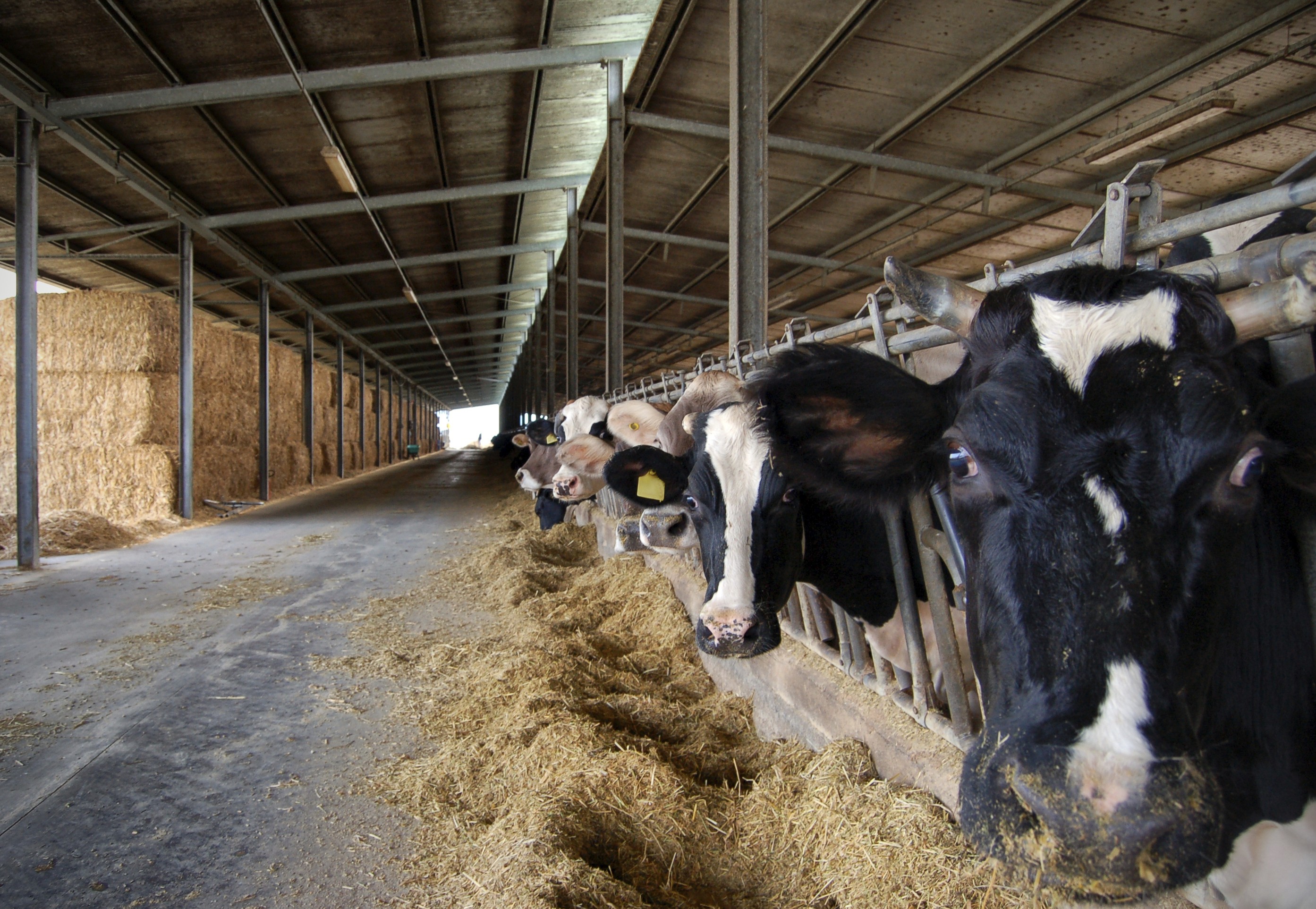 Consumo Alimentar Residual: entenda a equação para bovinos