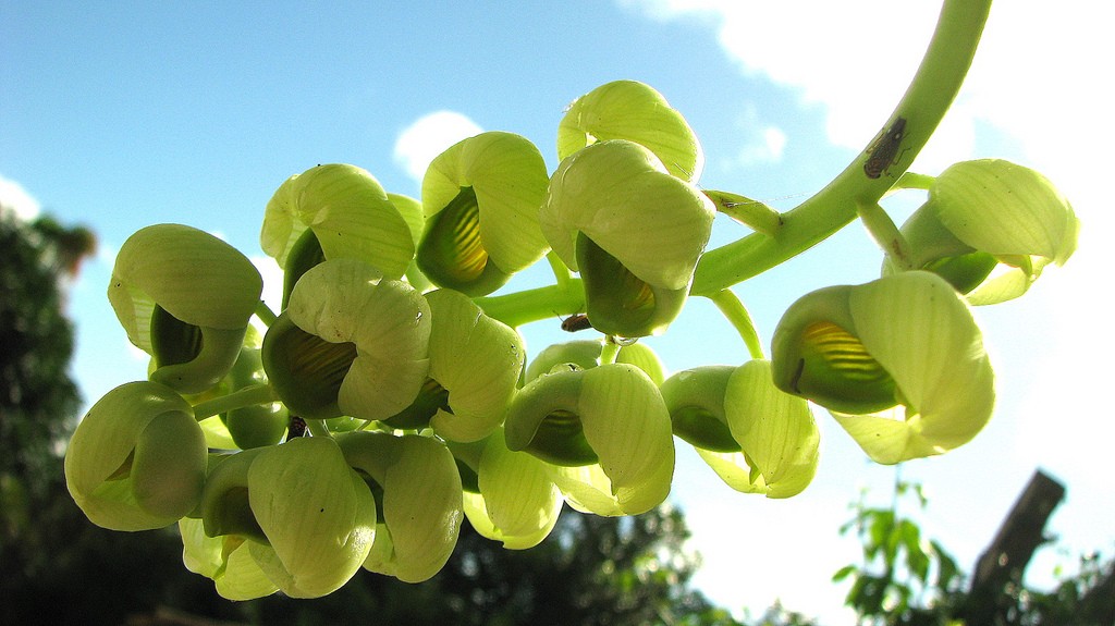 Conheça a orquídea de flores globulares