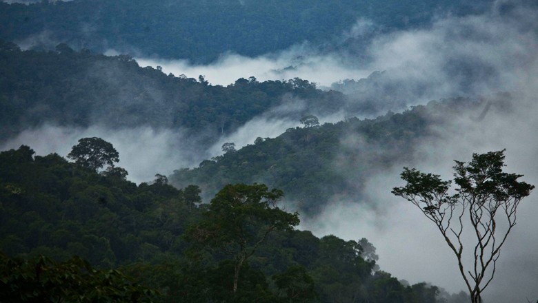 População de animais das Américas Central e do Sul caiu 89%, diz WWF