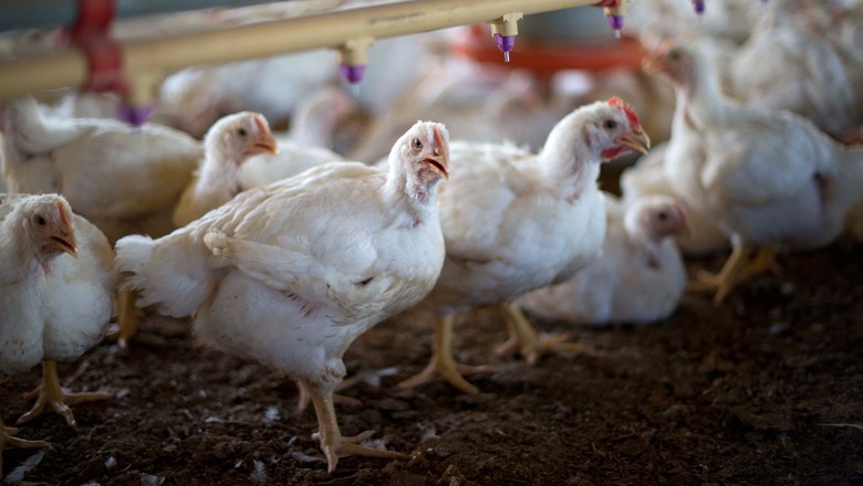Exportação total de frango cai 6% em setembro, para 363,8 mil toneladas