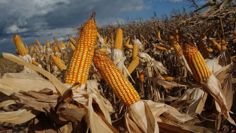 EUA vendem 62% menos milho da safra 2018/2019 na semana, diz USDA