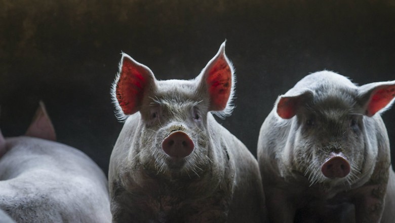 Importações chinesas de carne suína devem crescer 8% neste ano