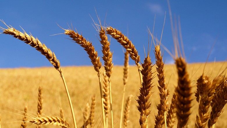 Colheita de trigo no RS atinge 30%, mas qualidade deixa a desejar