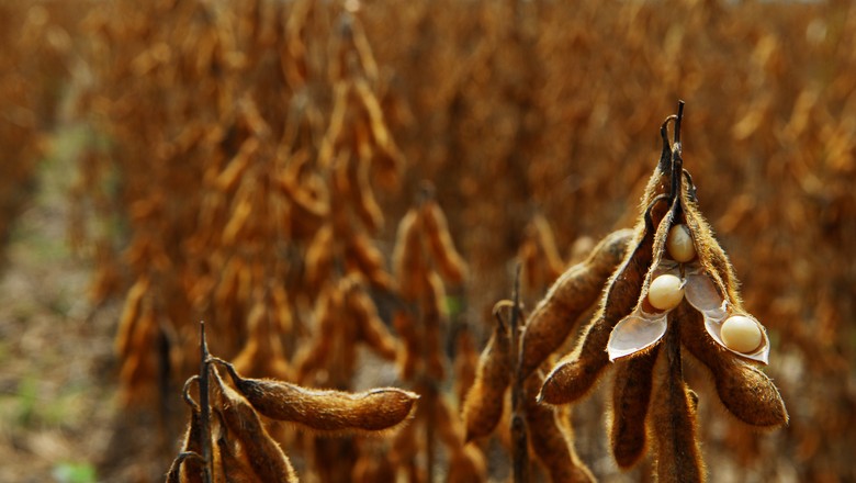 EUA vendem 74% mais soja da safra 2018/19 na semana, diz USDA