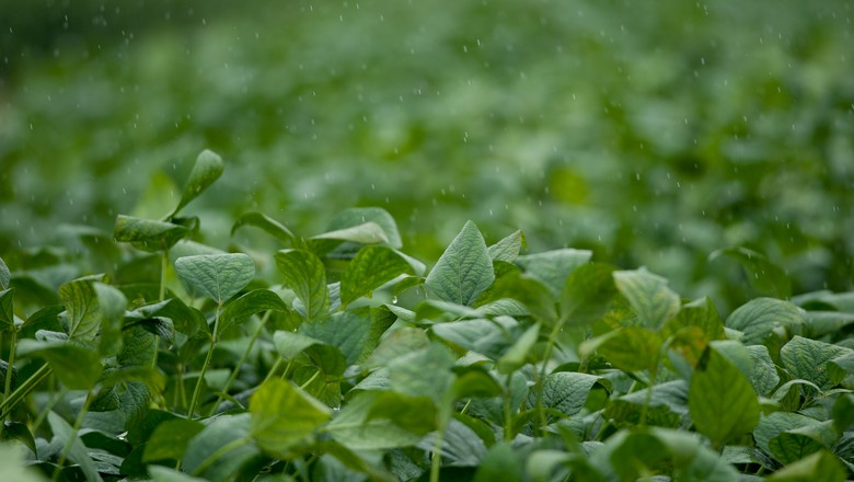 Plantio de soja atinge 65% no Paraná
