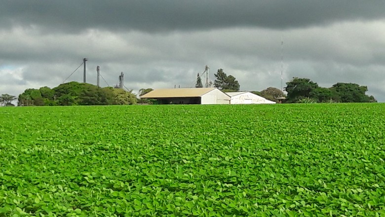 Goiás tem bom desenvolvimento das lavouras de soja, avalia Faeg