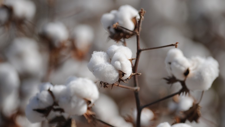 Clima seco e pragas atrapalham colheita de algodão na Índia, diz USDA