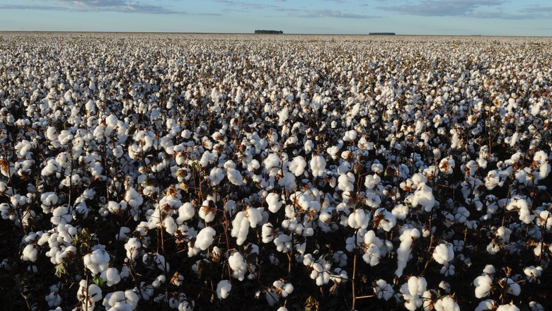 Contexto é favorável ao algodão, com consumo firme e menor estoque global