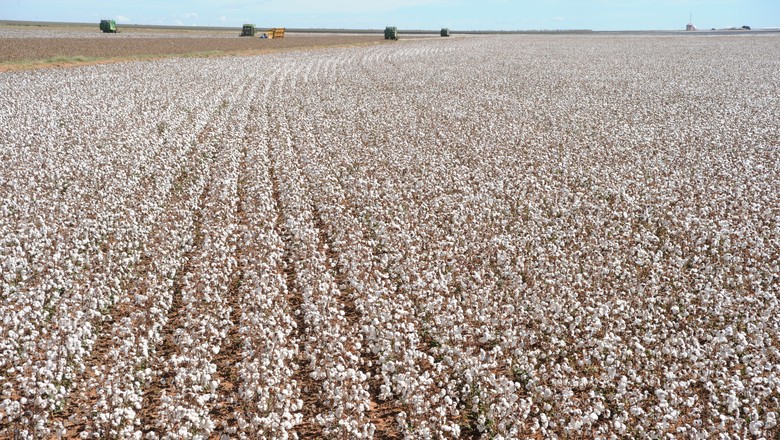 Produtores de algodão da Bahia já podem iniciar plantio